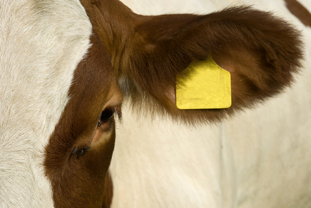 Revolutionising Livestock Farming Practices With RFID Tools